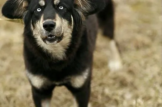 Błękitnooka Madra czeka na DOM!,  Kundelki cała Polska