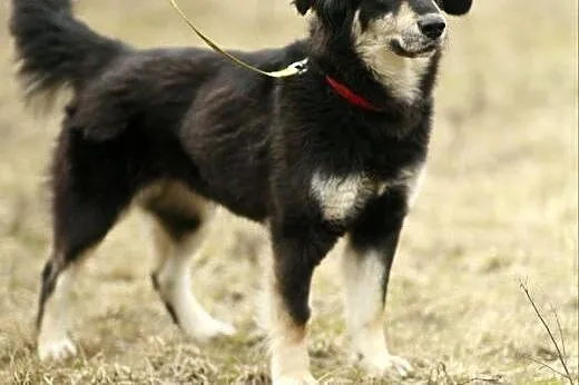 Błękitnooka Madra czeka na DOM!,  Kundelki cała Po