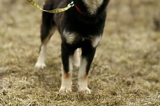 Błękitnooka Madra czeka na DOM!,  Kundelki cała Po