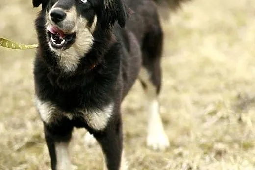 Błękitnooka Madra czeka na DOM!,  Kundelki cała Po