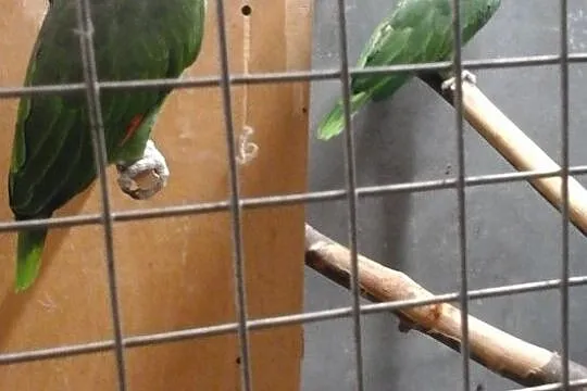 Amazonki modrobrewe, para., Mazowieckie, Żyrardów
