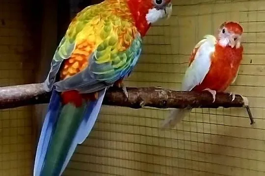 Rozelle BialolicaSprzedam, Mazowieckie, Piaseczno