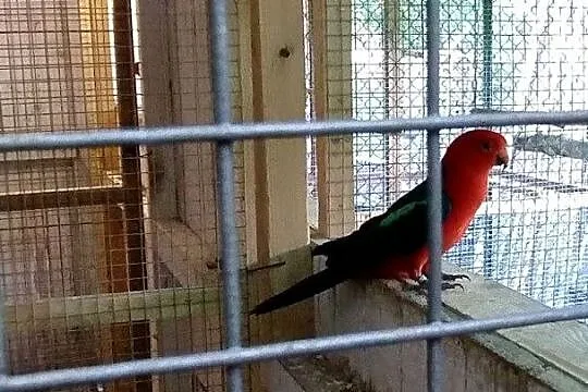 Papugi Szkarłatki Królewskie para, Podkarpackie, Przemyśl