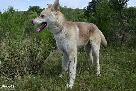 Bursztyn - schroniskowy skarb,  pomorskie Wejherow