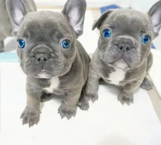 Szczenieta ..Buldoga Francuskiego... email............{{sandrakokoszka448@gmail.com}}
