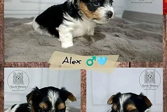 Alex - Biewer Yorkshire Terrier - ZHPR UCI -  4 pokoleniowy rodowód
