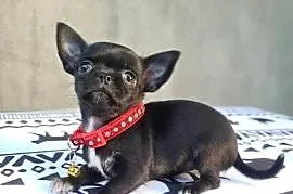Chihuahua śliczna czarna suczka