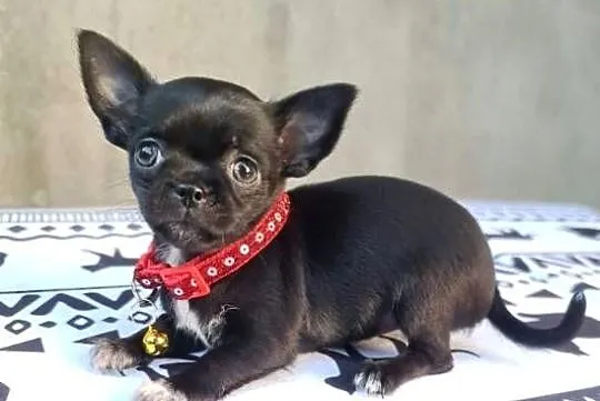 Chihuahua śliczna czarna suczka, Zachodniopomorskie, Szczecin