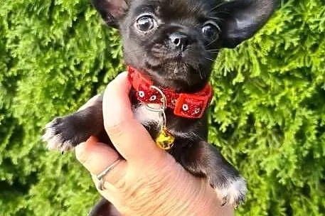 Chihuahua śliczna czarna suczka, Zachodniopomorskie, Szczecin