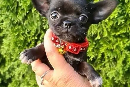 Chihuahua śliczna czarna suczka, Zachodniopomorskie, Szczecin