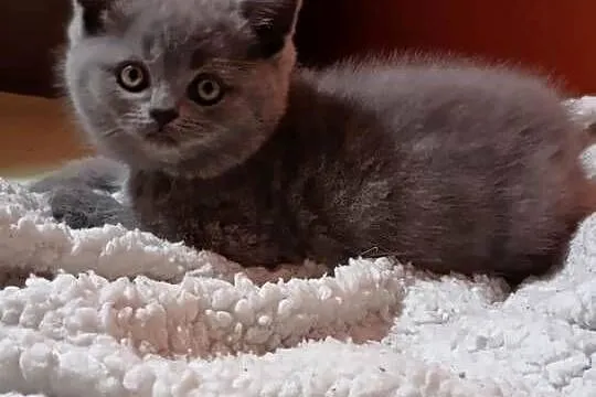 Kotki brytyjskie już do odbioru, Świętokrzyskie, Ćmielów