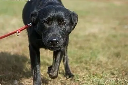 Roksa, czarna piękność, bezkonfliktowa, PIES IDEAŁ adopcja, Kundelki cała Polska