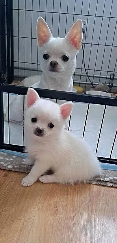 Chihuahua, Podlaskie, Suwałki