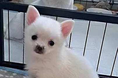 Chihuahua, Podlaskie, Suwałki