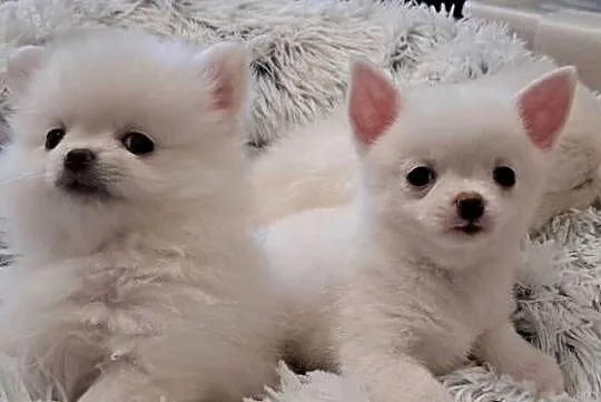 Chihuahua, Podlaskie, Suwałki