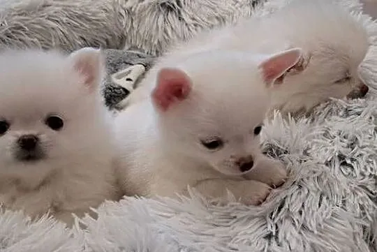 Chihuahua, Podlaskie, Suwałki