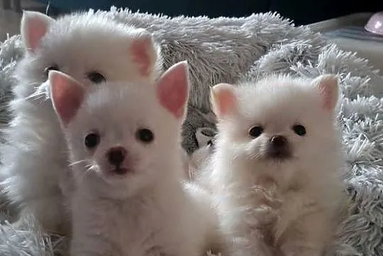 Chihuahua, Podlaskie, Suwałki