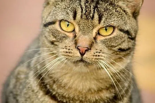 Ramzes, 8 miesięczny, bezkonfliktowy kotek do adopcji