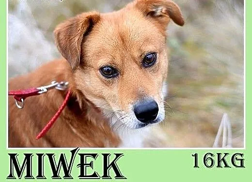 16kg,średni,łagodny,przyjazny,tulaśny piesek MIWEK