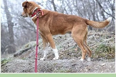 16kg,średni,łagodny,przyjazny,tulaśny piesek MIWEK