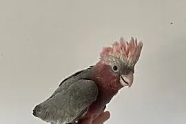 Papuga kakadu różowe ręcznie karmione oswojone młode