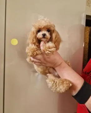 Szczenięta rasy maltipoo dostępne na sprzedaż i do nowych domów., Podkarpackie, Przemyśl