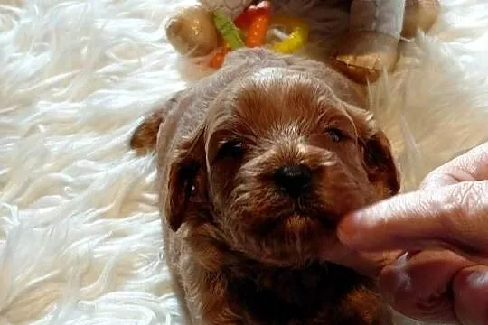 Cavapoo- red