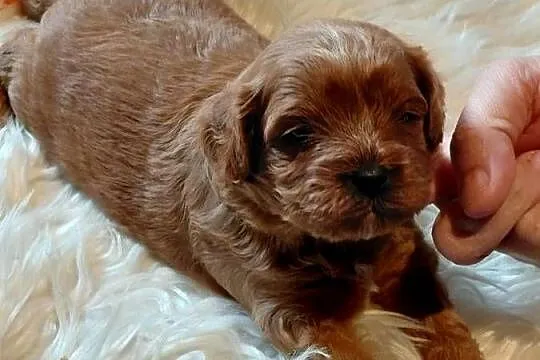 Cavapoo- red, Mazowieckie, Wyszków