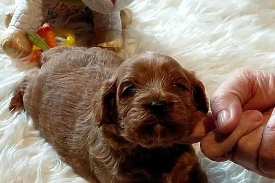Cavapoo- red, Mazowieckie, Wyszków