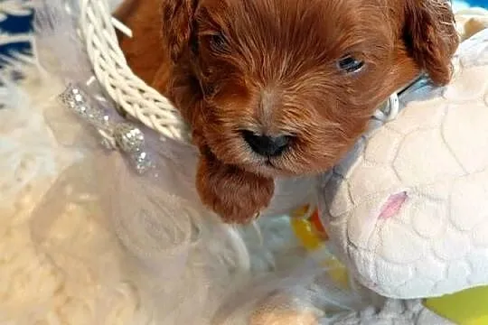 Cavapoo- red, Mazowieckie, Wyszków