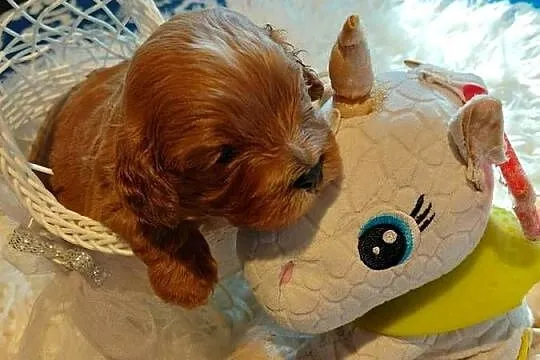 Cavapoo- red, Mazowieckie, Wyszków
