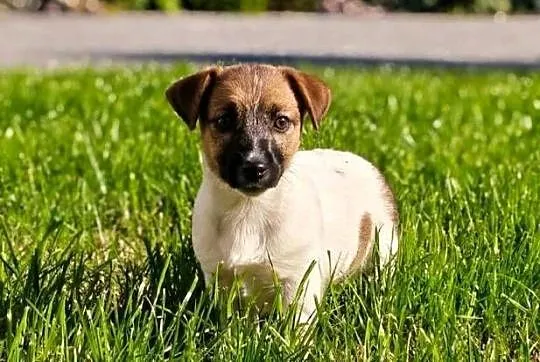 Suczka Jack Russell Terrier FCI szuka domu jako towarzysz - NIE HODOWLA