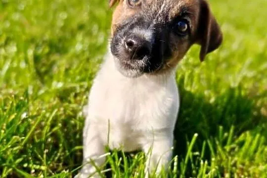 Suczka Jack Russell Terrier FCI szuka domu jako towarzysz - NIE HODOWLA, Mazowieckie, Sochaczew