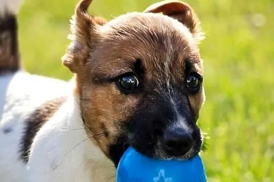 Suczka Jack Russell Terrier FCI szuka domu jako towarzysz - NIE HODOWLA, Mazowieckie, Sochaczew