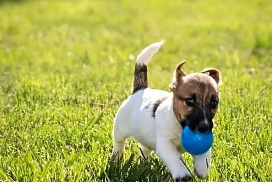 Suczka Jack Russell Terrier FCI szuka domu jako towarzysz - NIE HODOWLA, Mazowieckie, Sochaczew