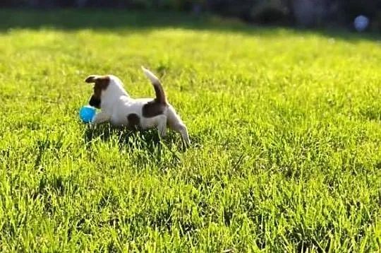Suczka Jack Russell Terrier FCI szuka domu jako towarzysz - NIE HODOWLA, Mazowieckie, Sochaczew