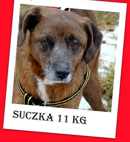 Czekoladowa, 5 letnia suczka MAŁPKA,przyjazna, łag
