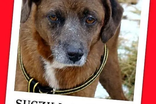 Czekoladowa, 5 letnia suczka MAŁPKA,przyjazna, łag