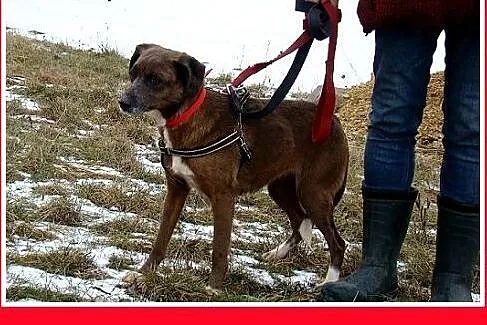 Czekoladowa, 5 letnia suczka MAŁPKA,przyjazna, łag