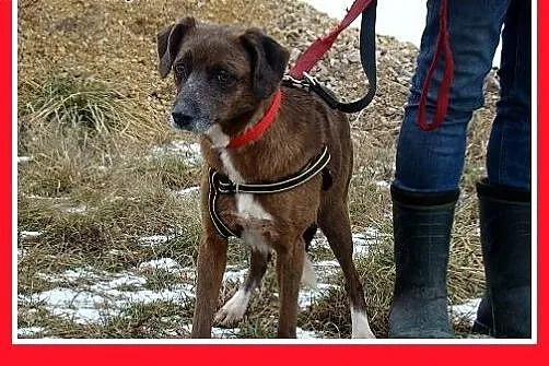 Czekoladowa, 5 letnia suczka MAŁPKA,przyjazna, łag