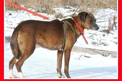 Czekoladowa, 5 letnia suczka MAŁPKA,przyjazna, łag