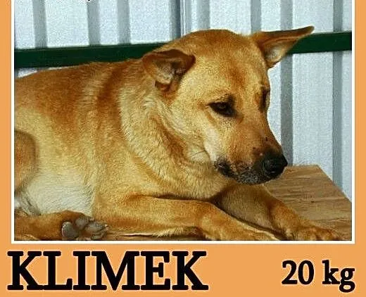 Do domu z ogródkiem,średni 20 kg,2 letni, spokojny