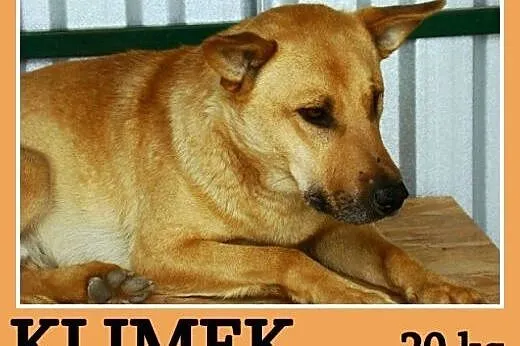 Do domu z ogródkiem,średni 20 kg,2 letni, spokojny