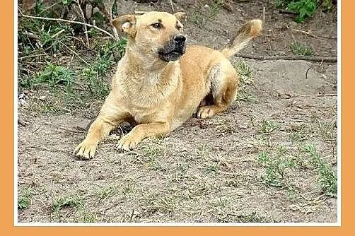 Do domu z ogródkiem,średni 20 kg,2 letni, spokojny