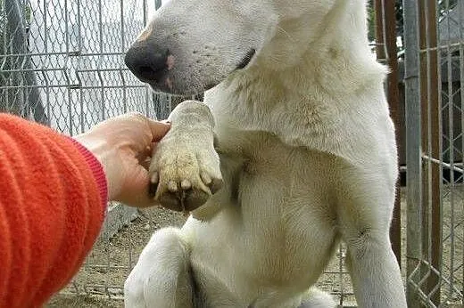Gandalf piękny przyjazny piesek marzy o kochającym