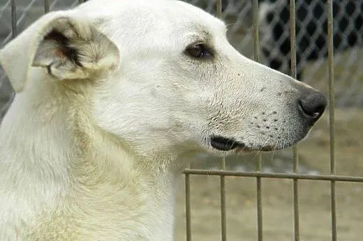 Gandalf piękny przyjazny piesek marzy o kochającym