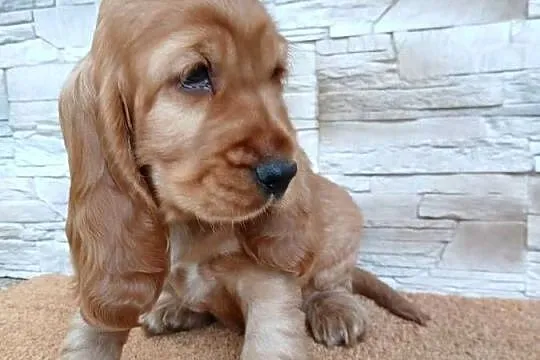 Śliczny piesek Cocker Spaniel Angielski