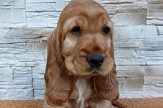 Śliczny piesek Cocker Spaniel Angielski, Łódzkie, Sieradz