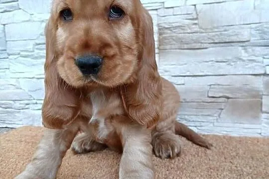 Śliczny piesek Cocker Spaniel Angielski, Łódzkie, Sieradz