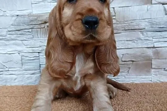 Śliczny piesek Cocker Spaniel Angielski, Łódzkie, Sieradz